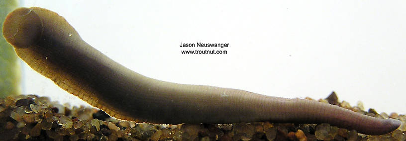 Clitellata-Hirudinae (Leeches) Leech Adult from unknown in Wisconsin