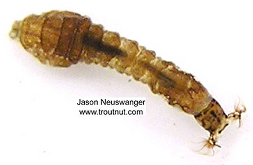 Simuliidae (Black Flies) Black Fly Larva from unknown in Wisconsin