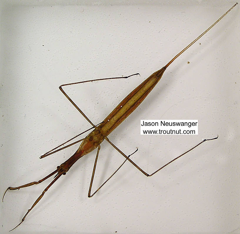 Ranatra Water Scorpion Adult from unknown in Wisconsin