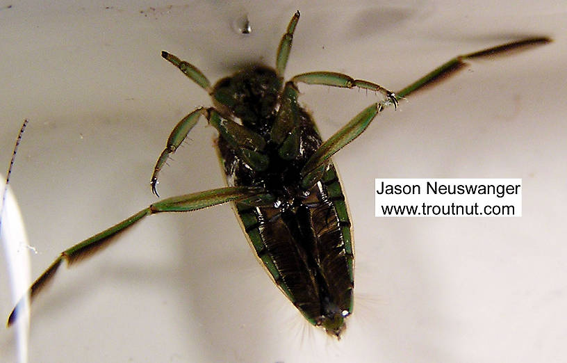 Notonectidae (Backswimmers) Backswimmer Adult from unknown in Wisconsin