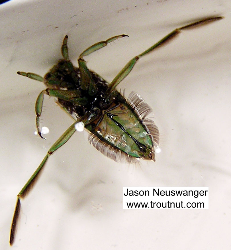 Notonectidae (Backswimmers) Backswimmer Adult from unknown in Wisconsin