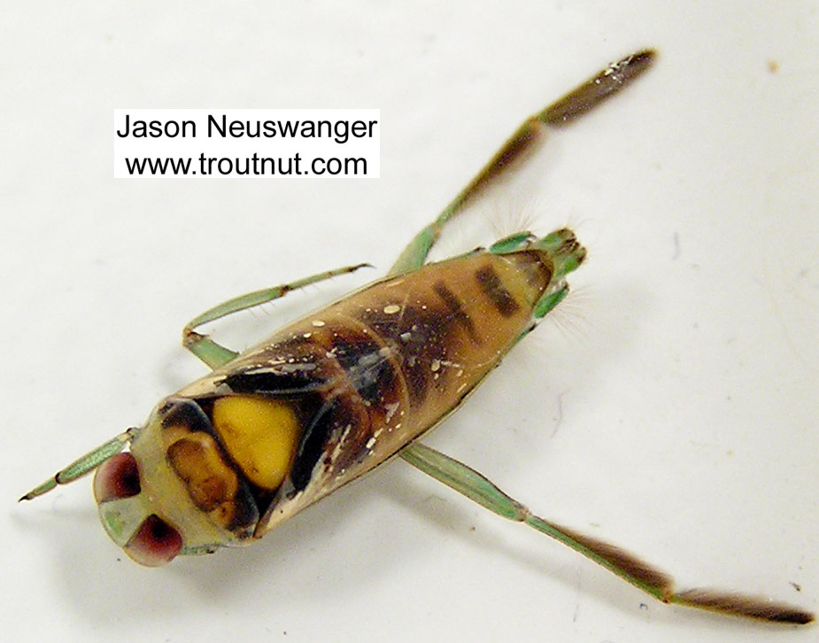 The specimen is right-side-up, but dead, in this picture.  The isopropyl alcohol I used to kill it also immediately discolored it.  Notonectidae (Backswimmers) Backswimmer Adult from unknown in Wisconsin