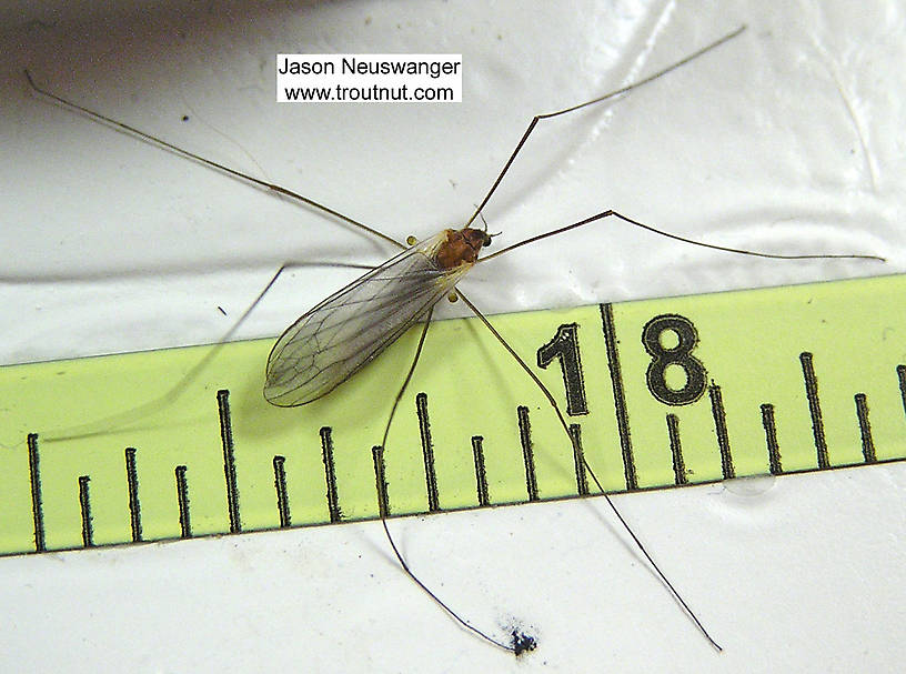 Tipulidae (Crane Flies) Crane Fly Adult from unknown in Wisconsin