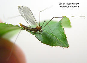 Tipulidae (Crane Flies) True Fly Adult