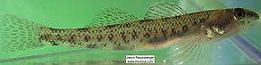 Percidae (Perch, Walleyes, and Darters) Fish Adult