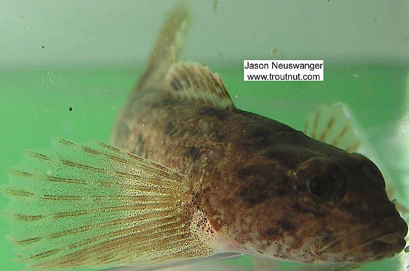 Cottidae (Sculpins) Sculpin Adult from the Namekagon River in Wisconsin