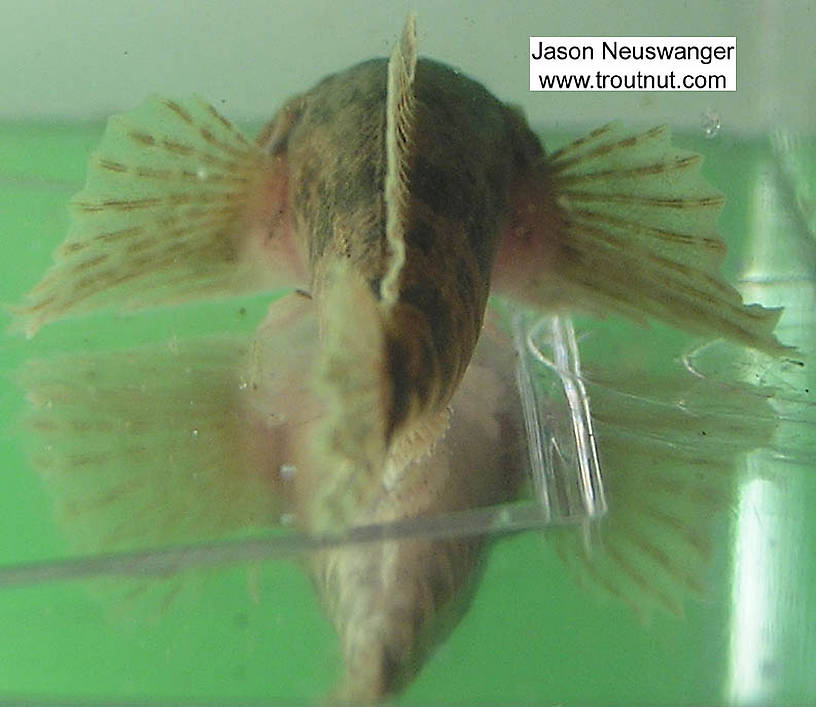 Cottidae (Sculpins) Sculpin Adult from the Namekagon River in Wisconsin