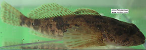 Cottidae (Sculpins) Fish Adult
