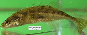 Gasterosteidae (Sticklebacks) Fish Adult