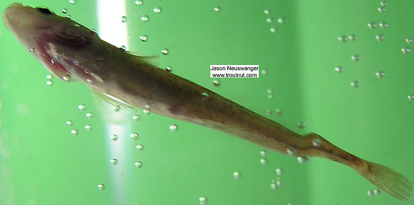 Gasterosteidae (Sticklebacks) Stickleback Adult from the Namekagon River in Wisconsin