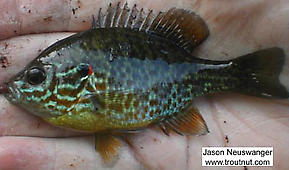 Centrarchidae (Sunfish and Bass) Fish Adult