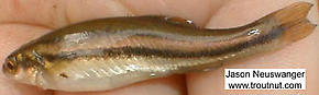 Cyprinidae (Minnows) Fish Adult