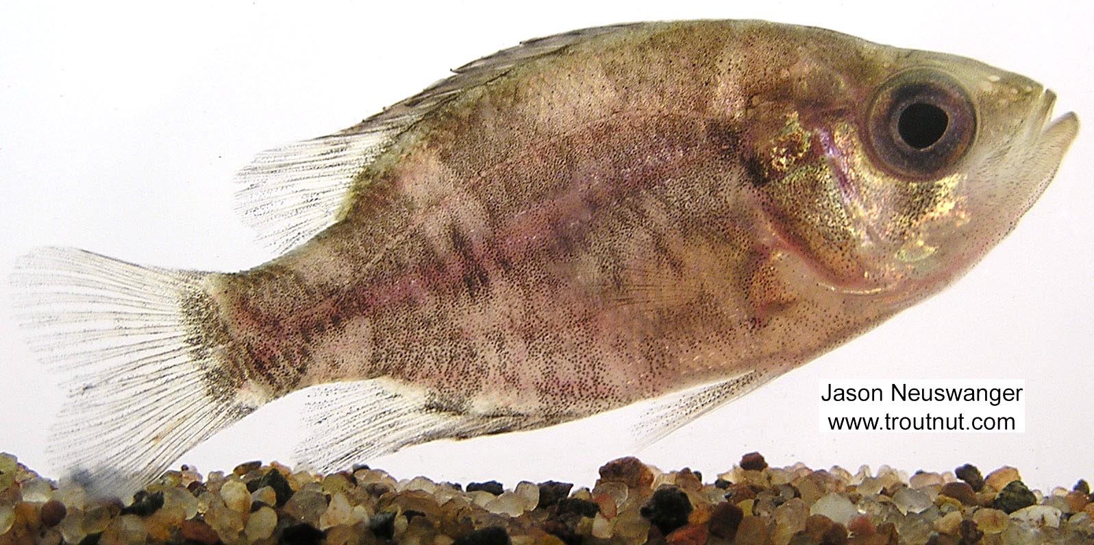 Centrarchidae (Sunfish and Bass) Fish Adult from unknown in Wisconsin