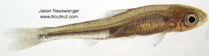 Cyprinidae (Minnows) Minnow Adult from unknown in Wisconsin