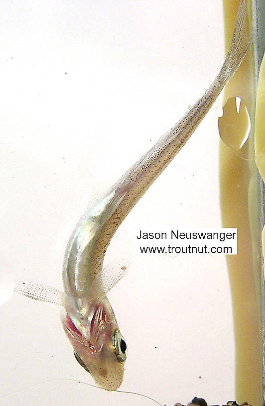Cyprinidae (Minnows) Minnow Adult from unknown in Wisconsin