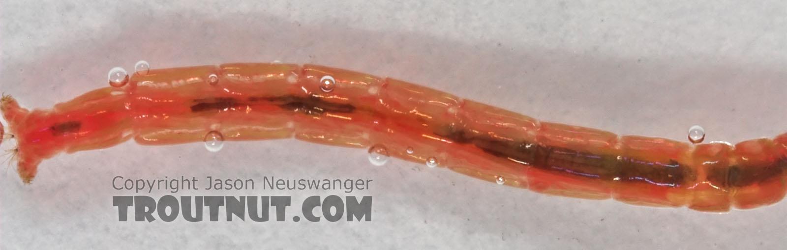 Chironomidae (Midges) Midge Larva from Cascadilla Creek in New York