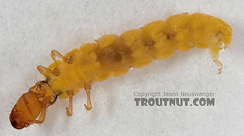 Philopotamidae Caddisfly Larva from Cascadilla Creek in New York