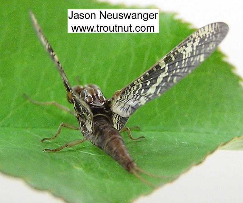 Male Baetisca laurentina (Armored Mayfly) Mayfly Dun from the Namekagon River in Wisconsin