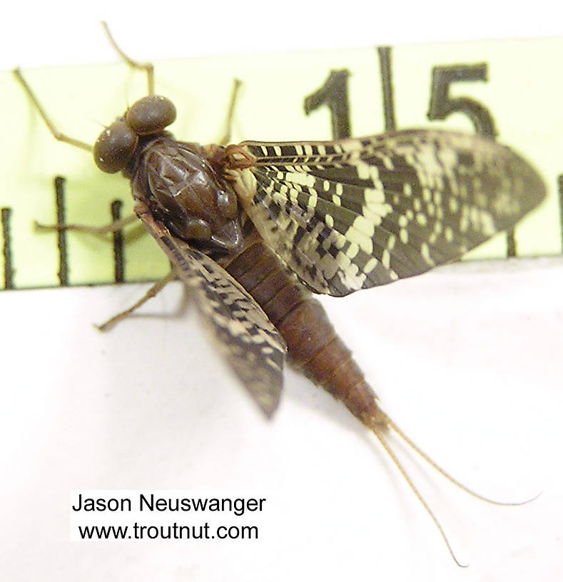 Male Baetisca laurentina (Armored Mayfly) Mayfly Dun from the Namekagon River in Wisconsin
