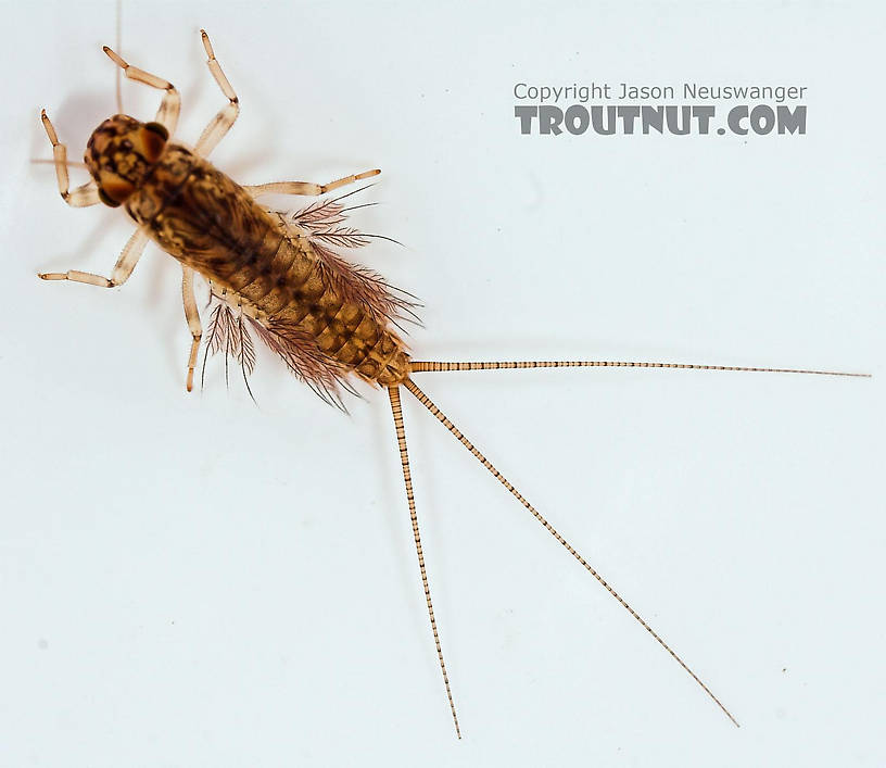 Leptophlebia cupida (Borcher Drake) Mayfly Nymph from Fall Creek in New York