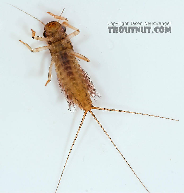 Leptophlebia cupida (Borcher Drake) Mayfly Nymph from Fall Creek in New York