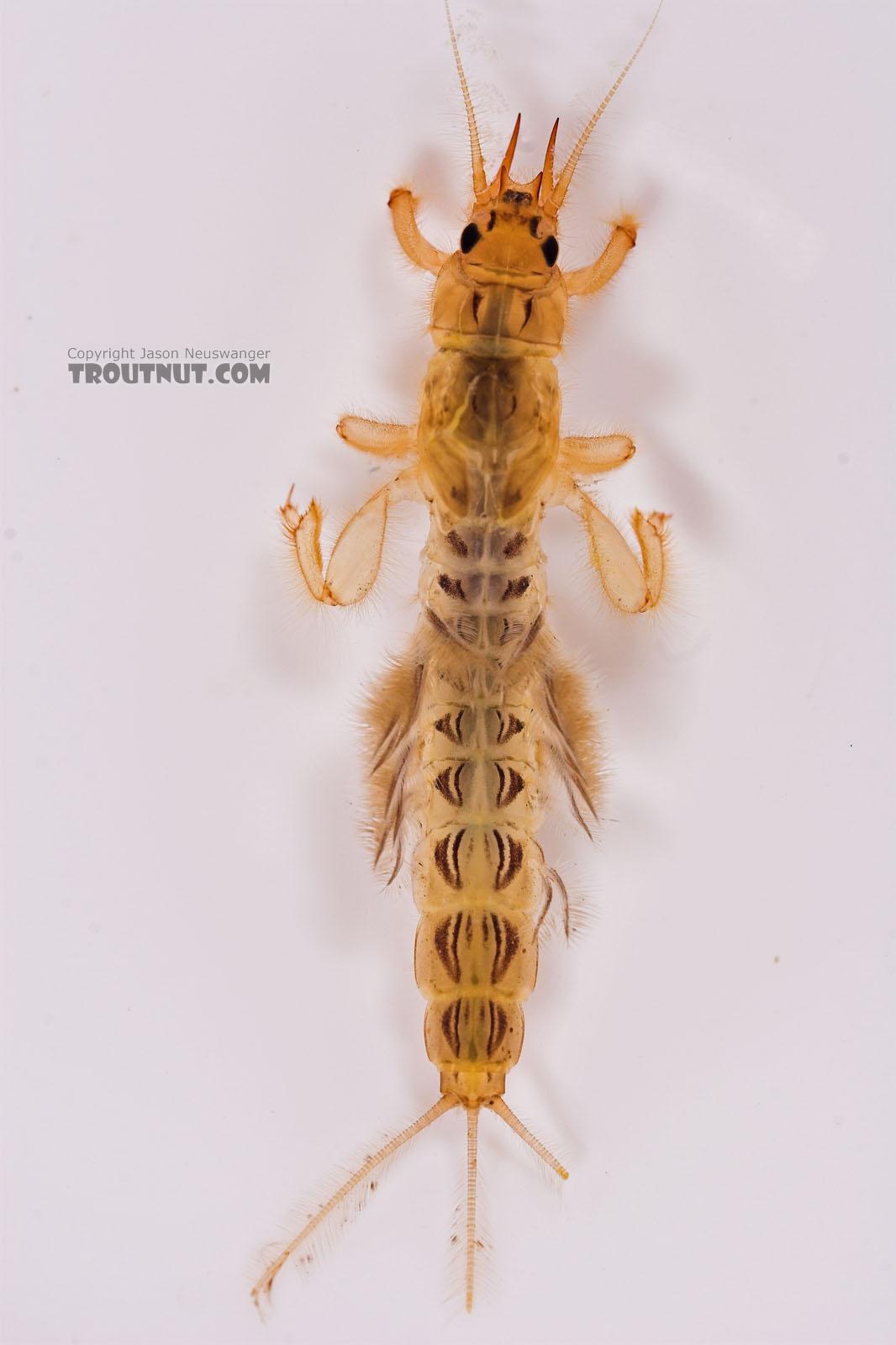 Ephemera varia (Yellow Drake) Mayfly Nymph from Fall Creek in New York