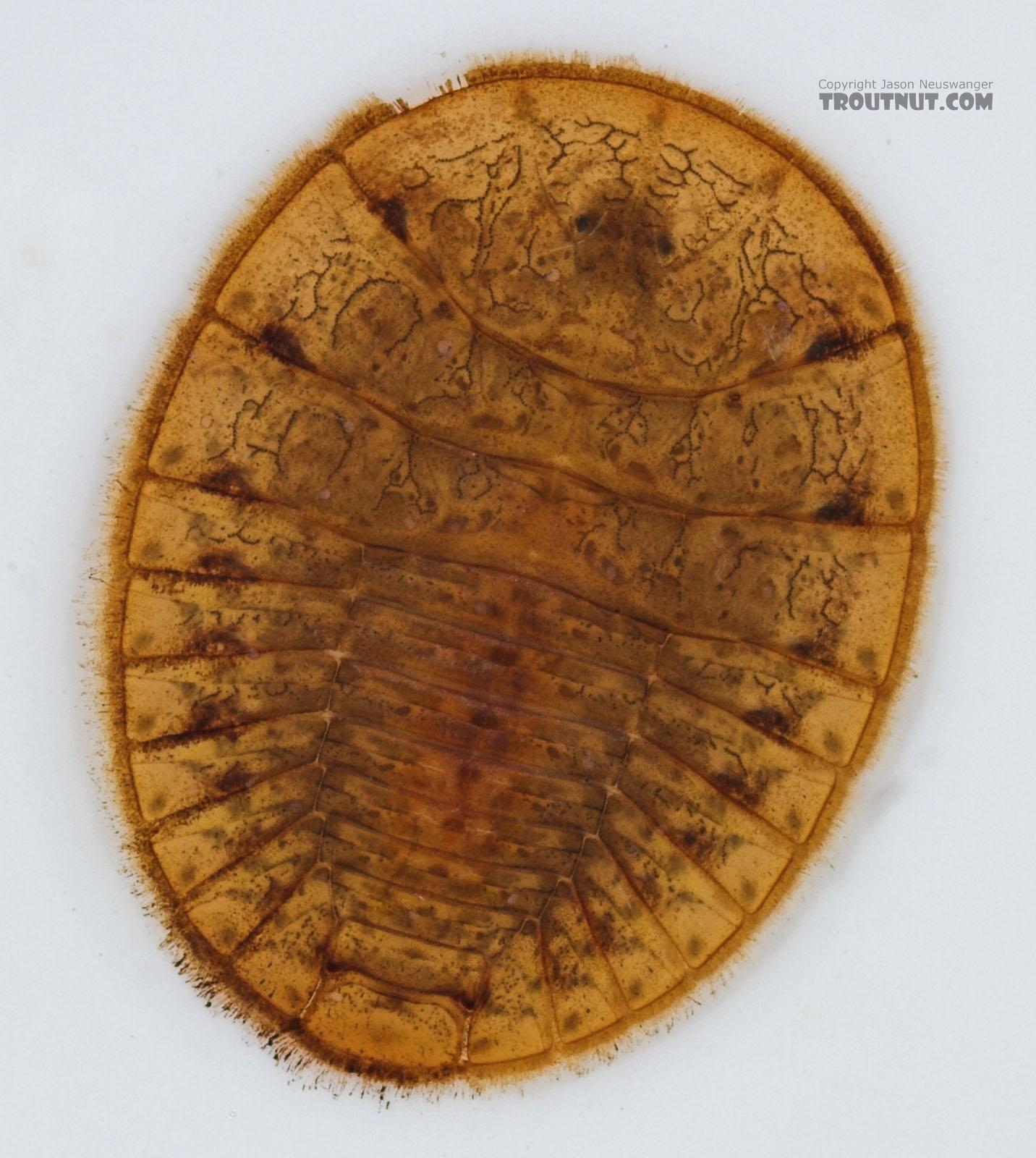 Psephenus (Water Pennies) Beetle Larva from Fall Creek in New York
