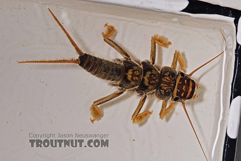 Acroneuria abnormis (Golden Stone) Stonefly Nymph from Fall Creek in New York