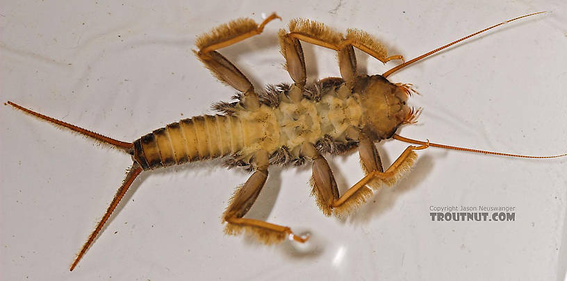 Acroneuria abnormis (Golden Stone) Stonefly Nymph from Fall Creek in New York