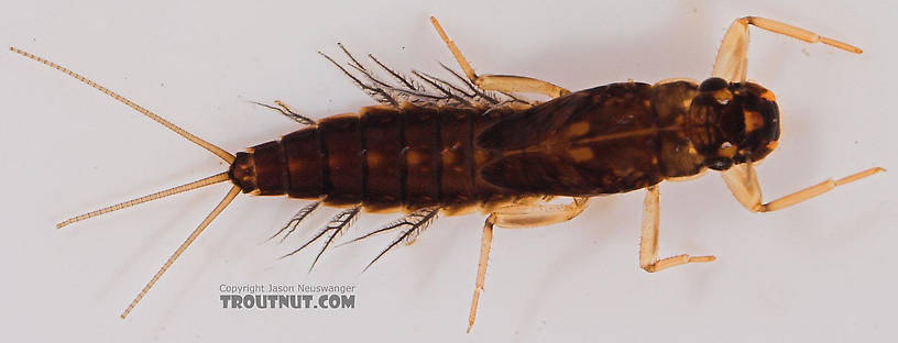 Paraleptophlebia (Blue Quills and Mahogany Duns) Mayfly Nymph from Salmon Creek in New York