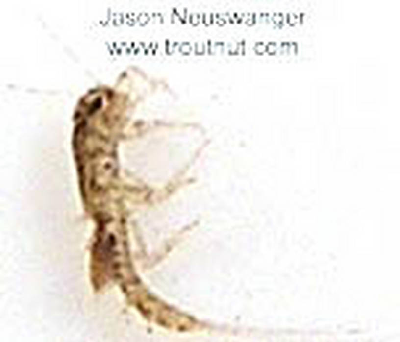 Caenis (Angler's Curses) Mayfly Nymph from unknown in Wisconsin