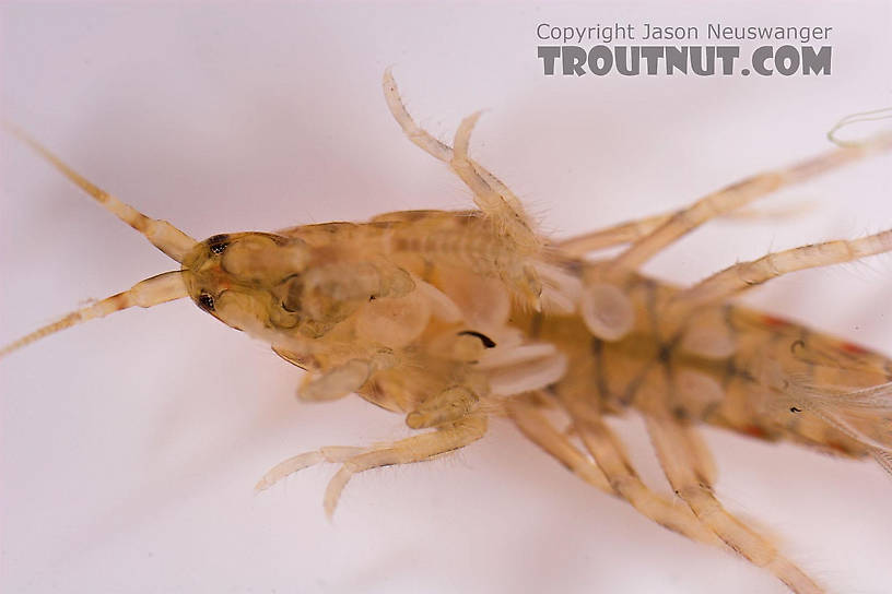 Amphipoda (Scuds) Scud Adult from Salmon Creek in New York