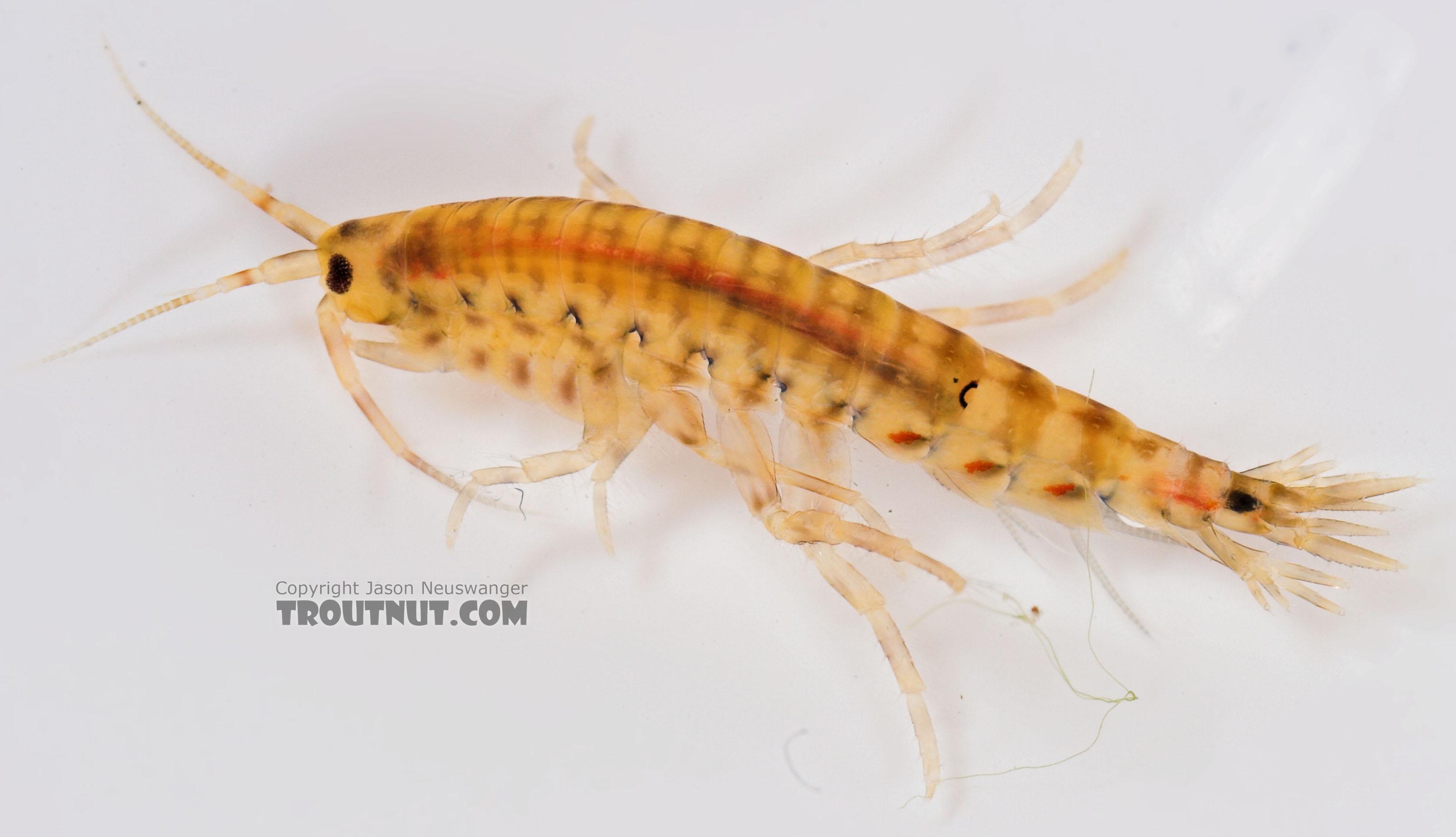 Amphipoda (Scuds) Scud Adult from Salmon Creek in New York