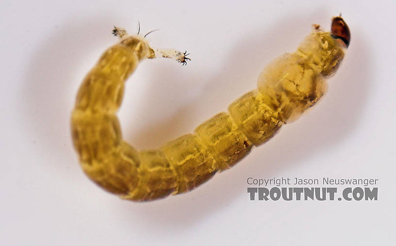 Chironomidae (Midges) Midge Larva from Salmon Creek in New York