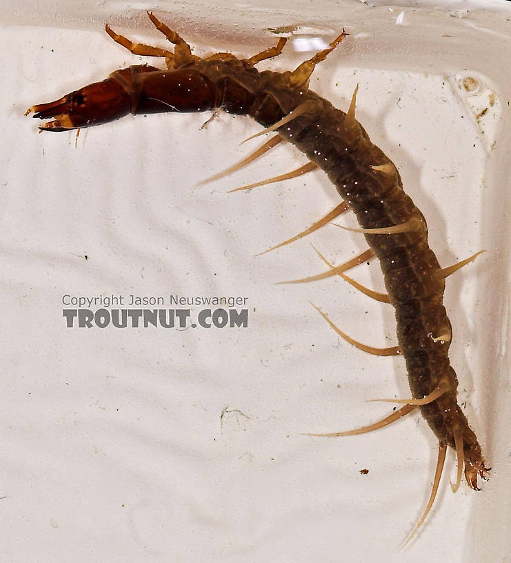 Nigronia serricornis (Fishfly) Hellgrammite Larva from Salmon Creek in New York