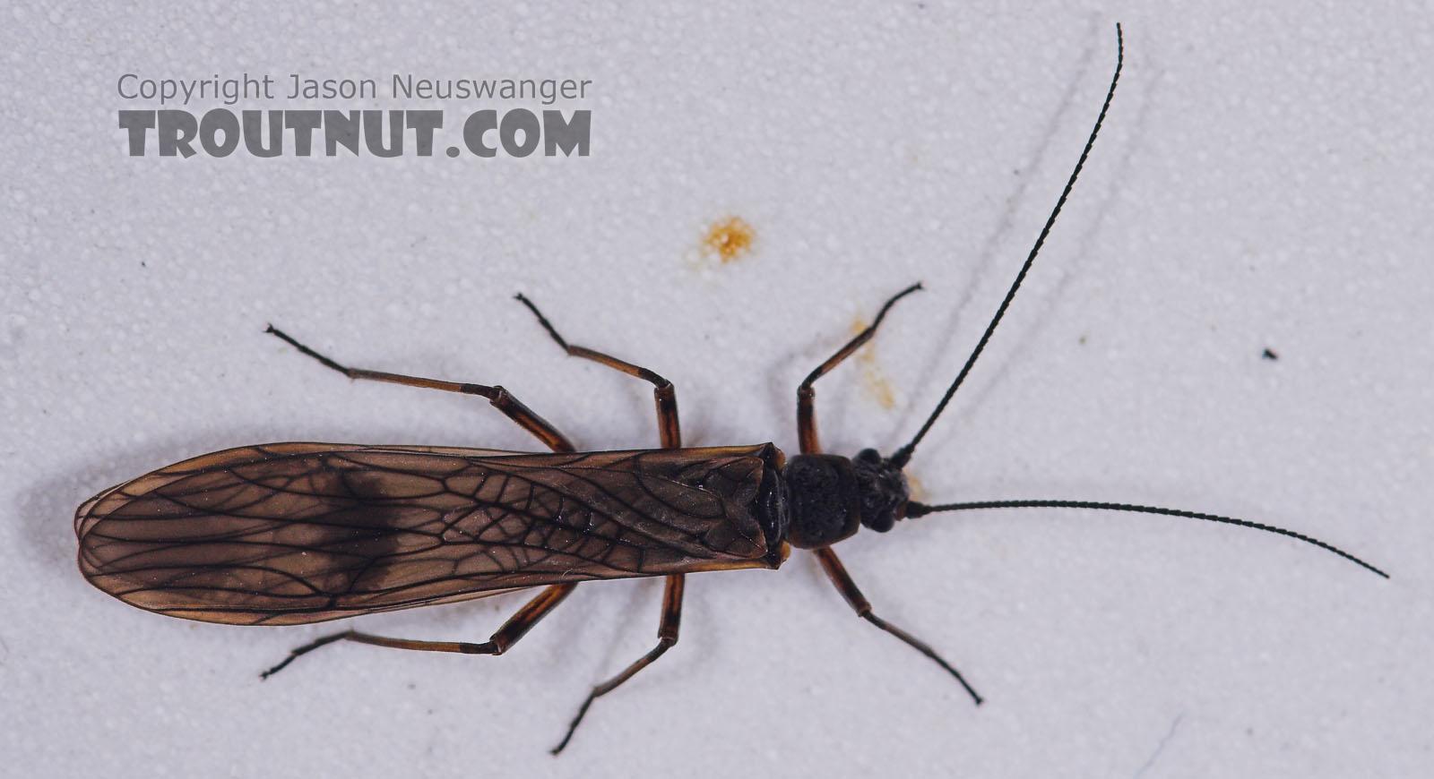Taeniopterygidae (Willowflies) Stonefly Adult from Salmon Creek in New York