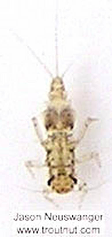 Caenis (Angler's Curses) Mayfly Nymph from unknown in Wisconsin