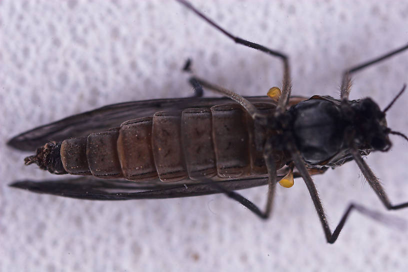Chironomidae (Midges) Midge Adult from Salmon Creek in New York