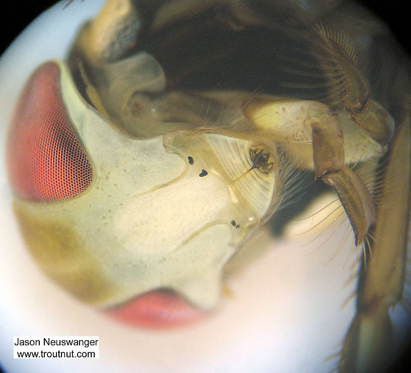 I really like this view through the microscope of a water boatman's mouth and metallic-looking compound eyes.  Sigara Water Boatman Adult from Fall Creek in New York
