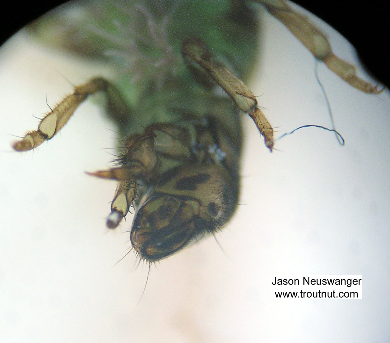 Hydropsychidae Caddisfly Larva from Fall Creek in New York