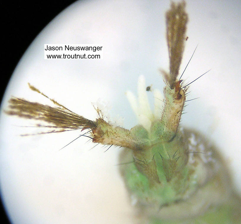 Hydropsychidae Caddisfly Larva from Fall Creek in New York