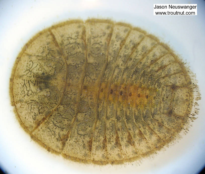 Psephenus (Water Pennies) Beetle Larva from Fall Creek in New York