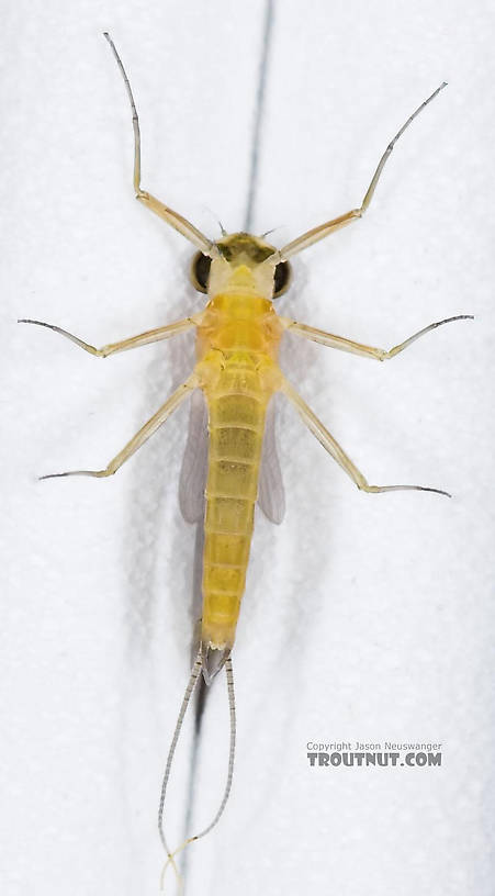 Male Nixe inconspicua Mayfly Dun from the East Branch of the Delaware River in New York