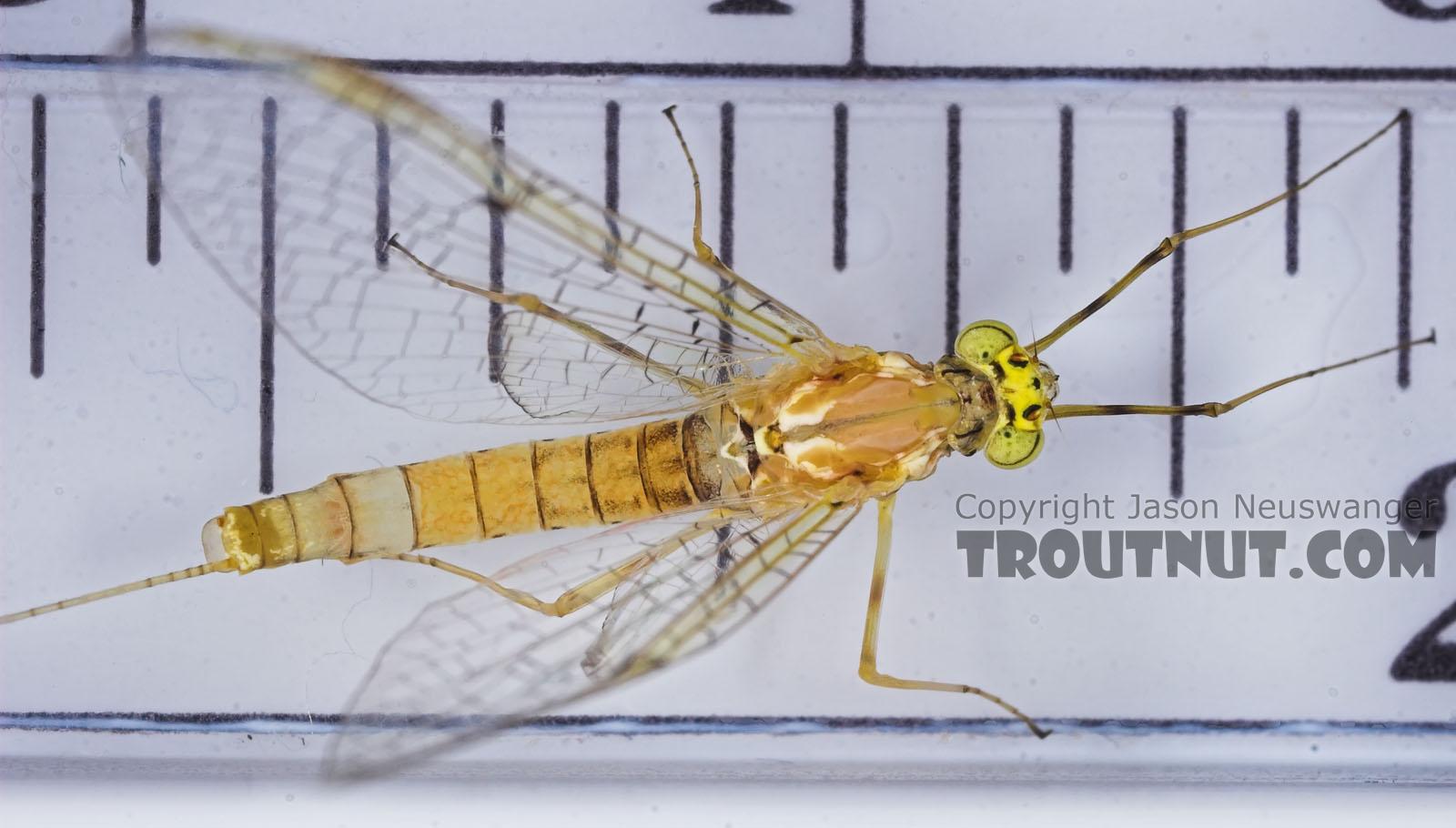 Female Stenacron (Light Cahills) Mayfly Spinner from the East Branch of the Delaware River in New York
