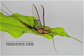 Hexagenia atrocaudata (Late Hex) Mayfly Spinner