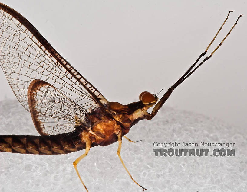 Male Hexagenia atrocaudata (Late Hex) Mayfly Spinner from the Namekagon River in Wisconsin