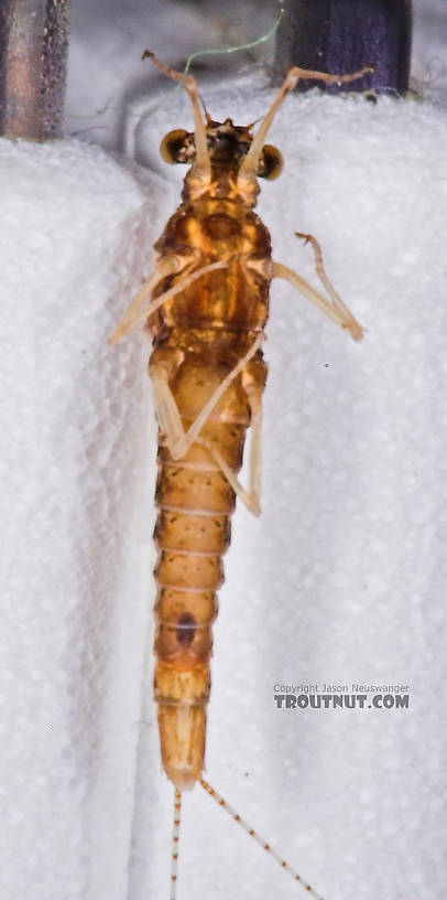 Female Ephemerellidae (Hendricksons, Sulphurs, PMDs, BWOs) Mayfly Spinner from the West Fork of the Chippewa River in Wisconsin