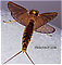 Female Hexagenia atrocaudata (Late Hex) Mayfly Dun