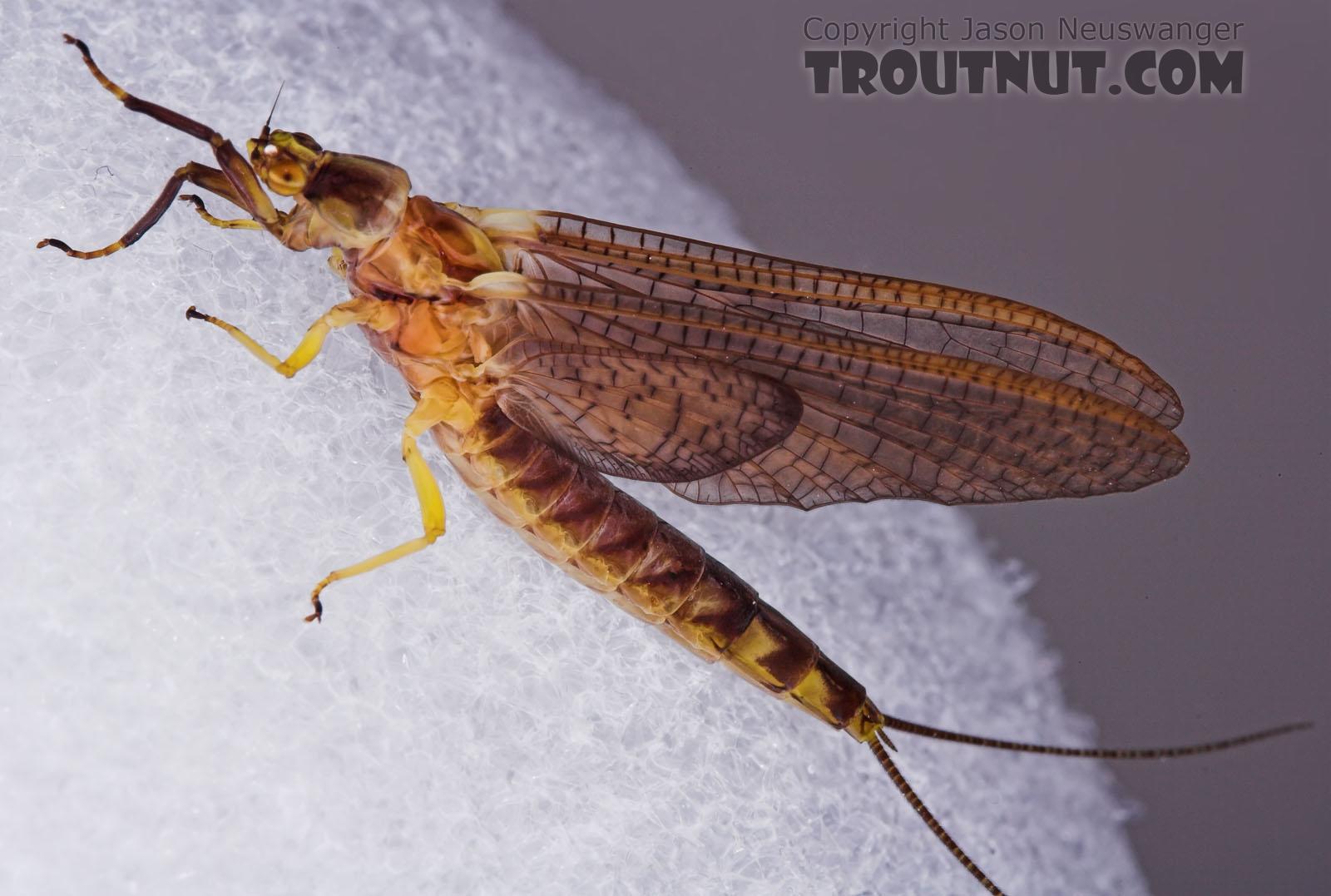 Female Hexagenia atrocaudata (Late Hex) Mayfly Dun from the Teal River in Wisconsin