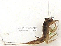 Eurylophella (Chocolate Duns) Mayfly Nymph from unknown in Wisconsin